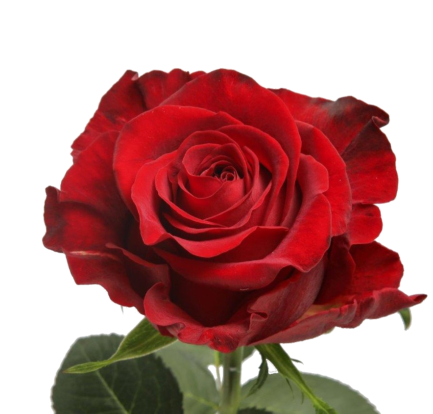 ROSE GLADIATOR 70